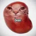 bean cat $beancat