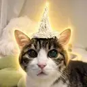 tinfoilcat $tinfoilcat