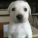 El Perro $Perro