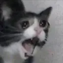 screaming cat $sc