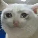 crying cat $cc
