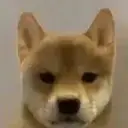 inu $inu
