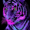 Purple Tiger $PURPTIGER