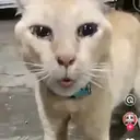 whistle cat $CAT